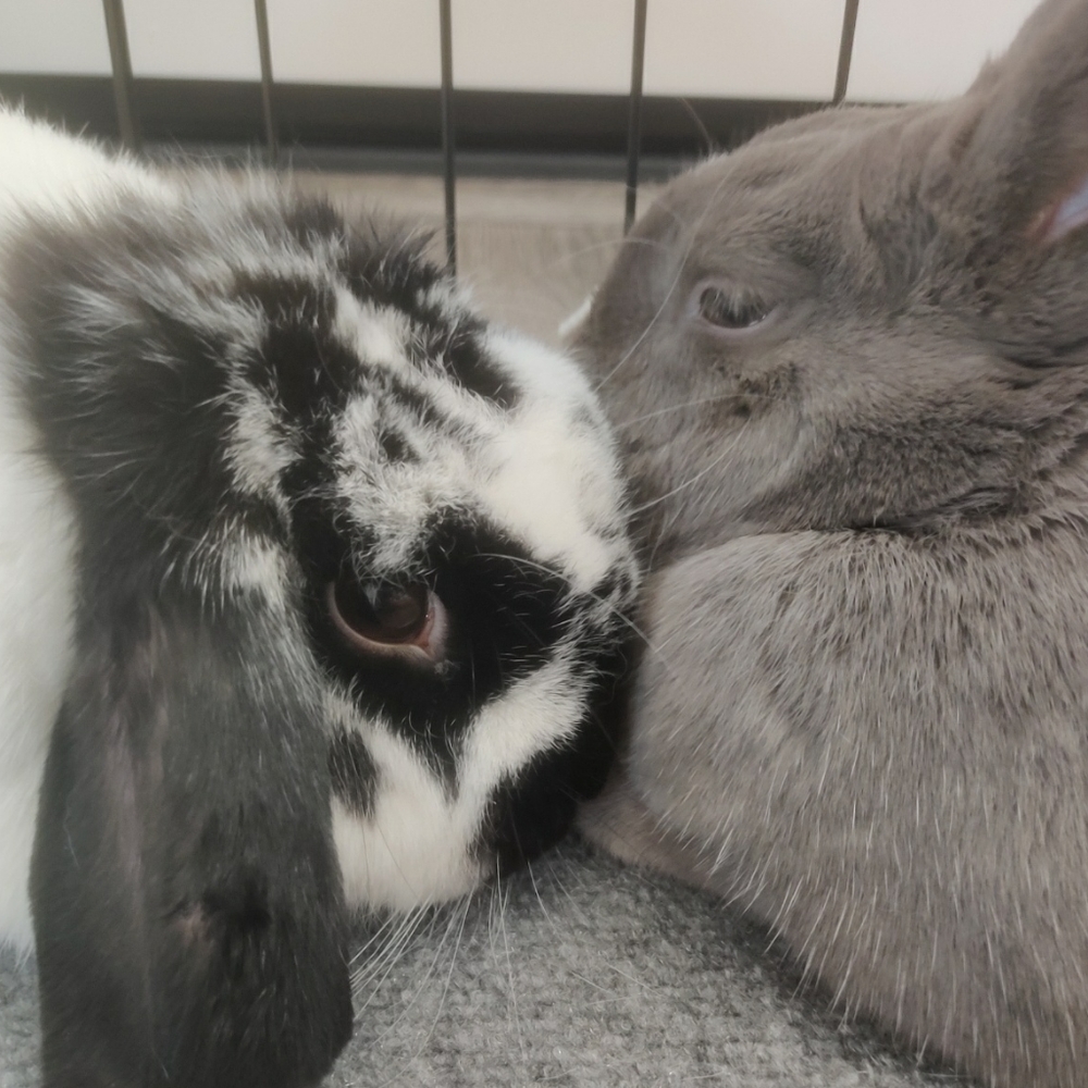 Meet your Posher, Daphne